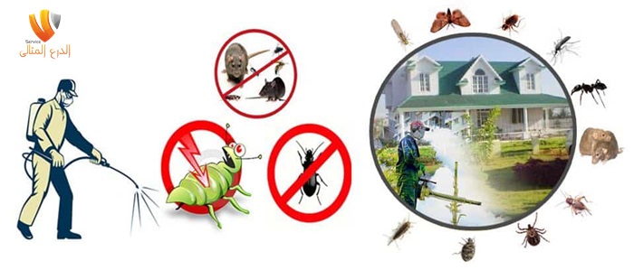 Insect Control Company in Fujairah